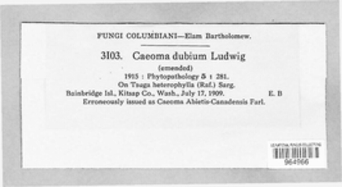 Caeoma dubium image